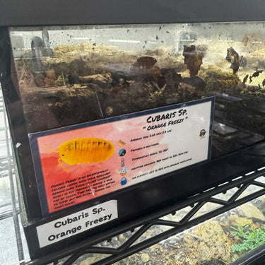 Cubaris Sp. Orange Freezy Isopod Bin Label